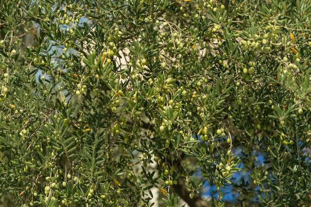 Апартаменты Apartments Tivat Obala Тиват-38